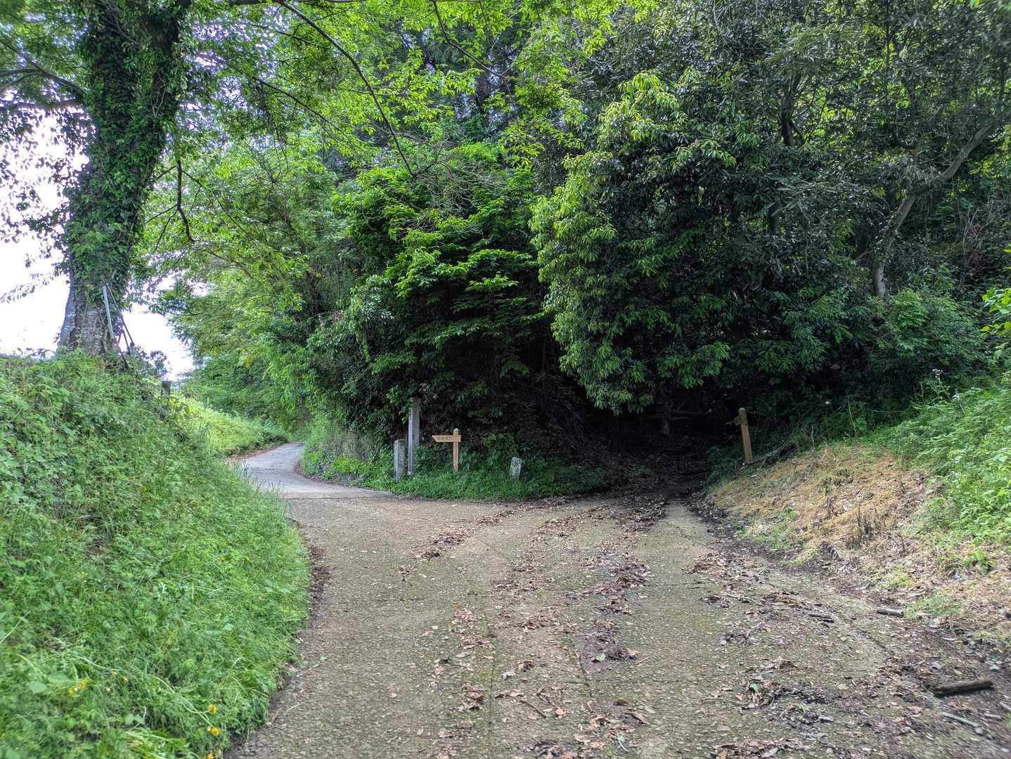 この分岐を右に行きます。
倒木メッチャ多し🌲🌳🌴
