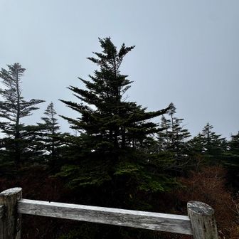 えっと…
木🌲しか見えません…
これも噂通り😅