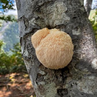 ヤマブシタケ🍄発見
美味しそう😋
食べられますね👌