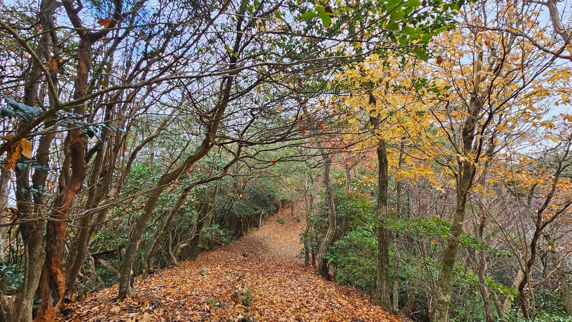 この辺りは歩いてて気持ちよい。落葉する前はきっと紅葉が綺麗だったに違いない