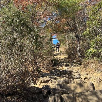 葉が落ちてトンネルが...