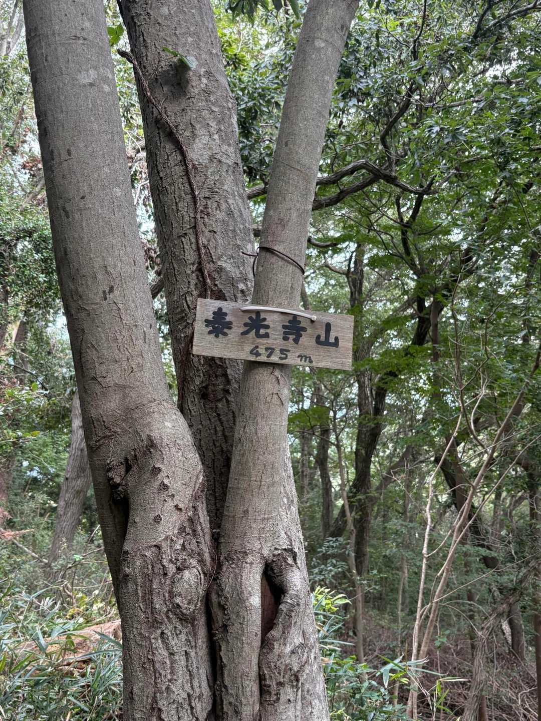泰光寺山⛰️