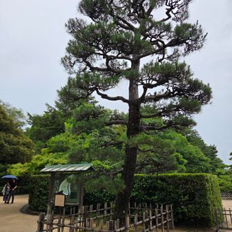 平四郎の松🌲
