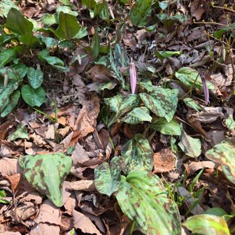 こちらもつぼみがたくさん