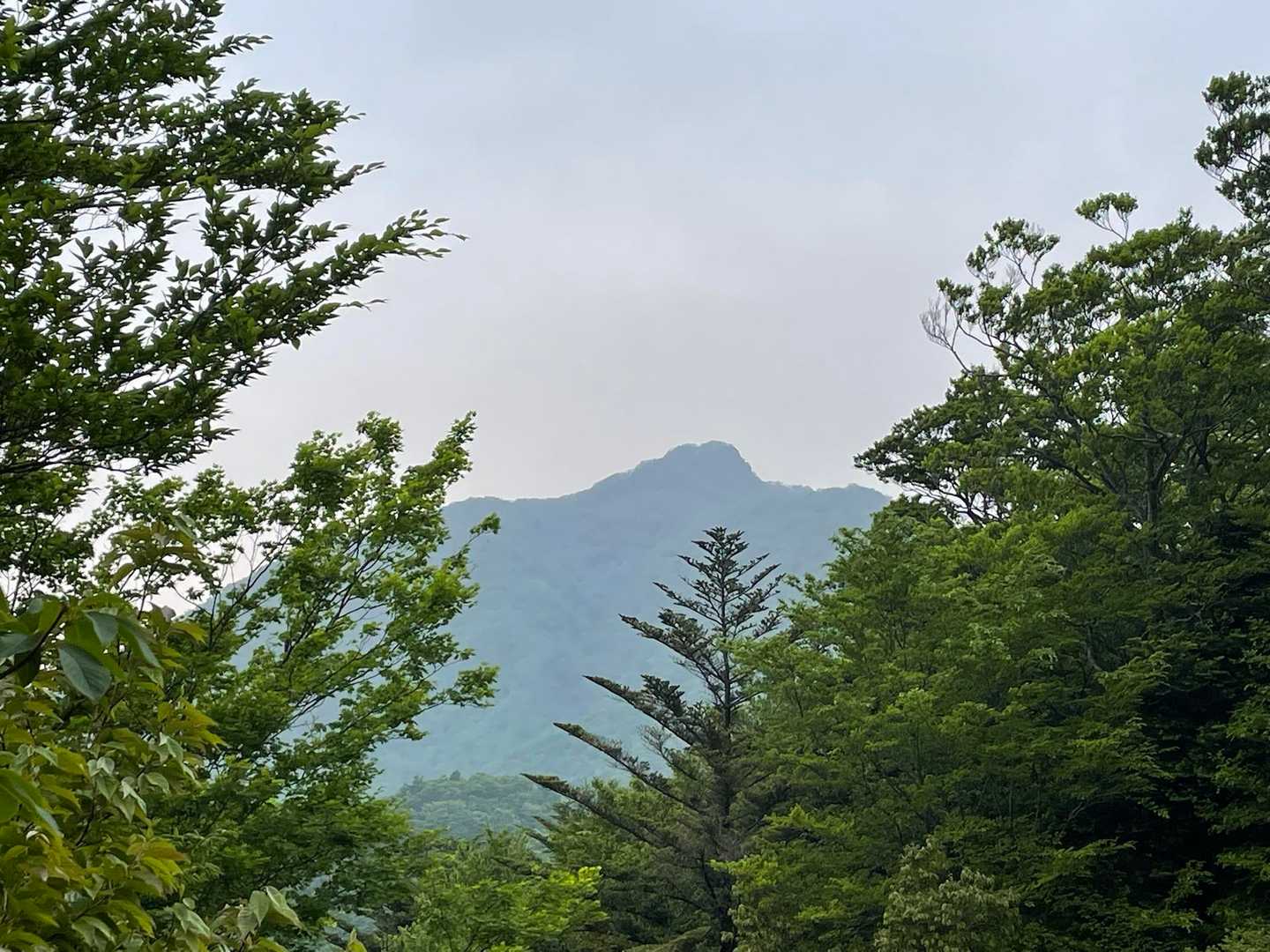 新緑と古祖母山

予定変更後の予定通り、17時までに下山できました