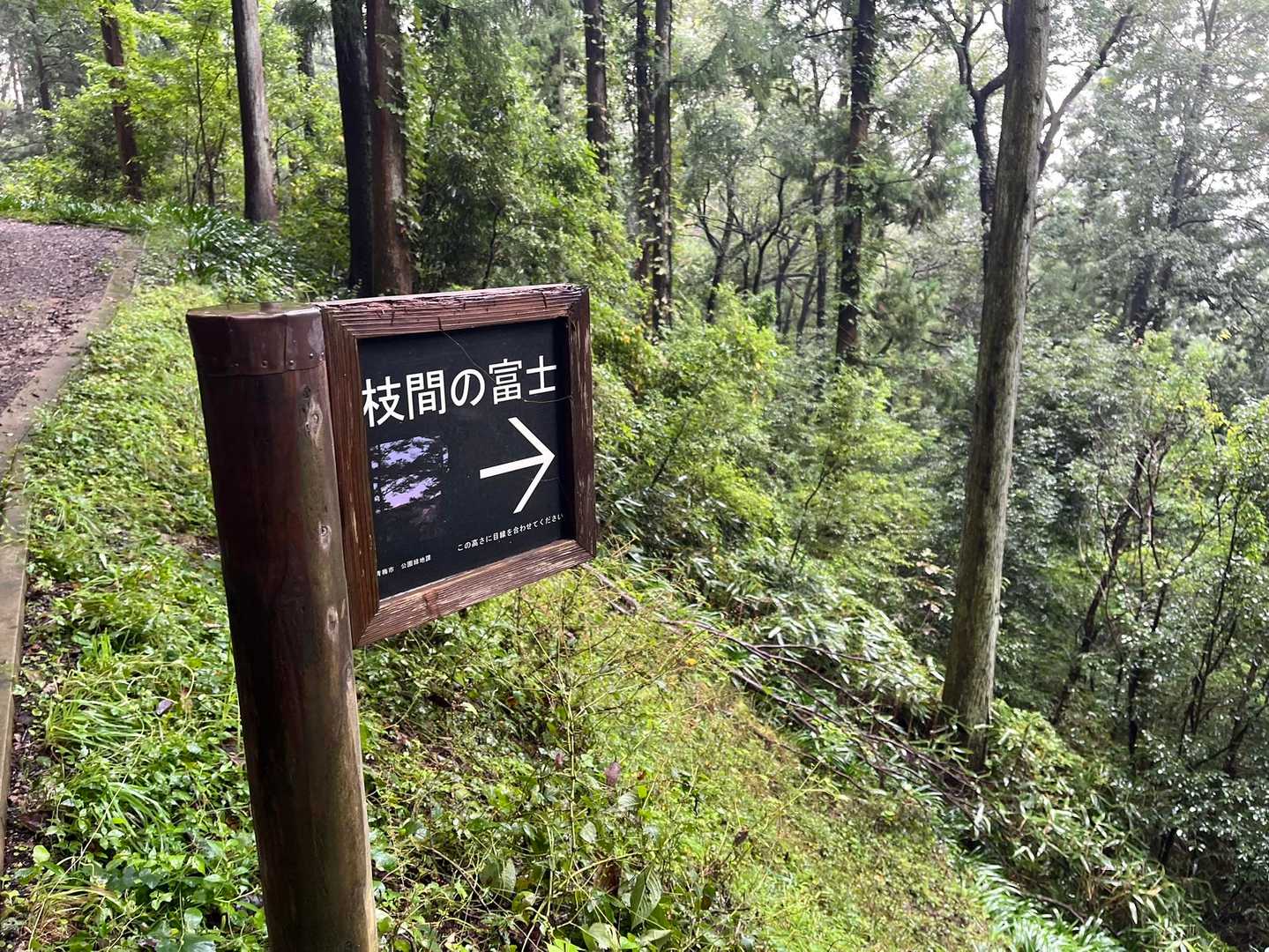 枝間から富士山が見えるのね、晴れていれば（笑）。