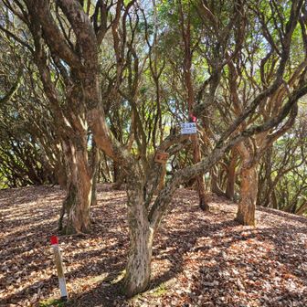 ステキな🌳に山名プレート。