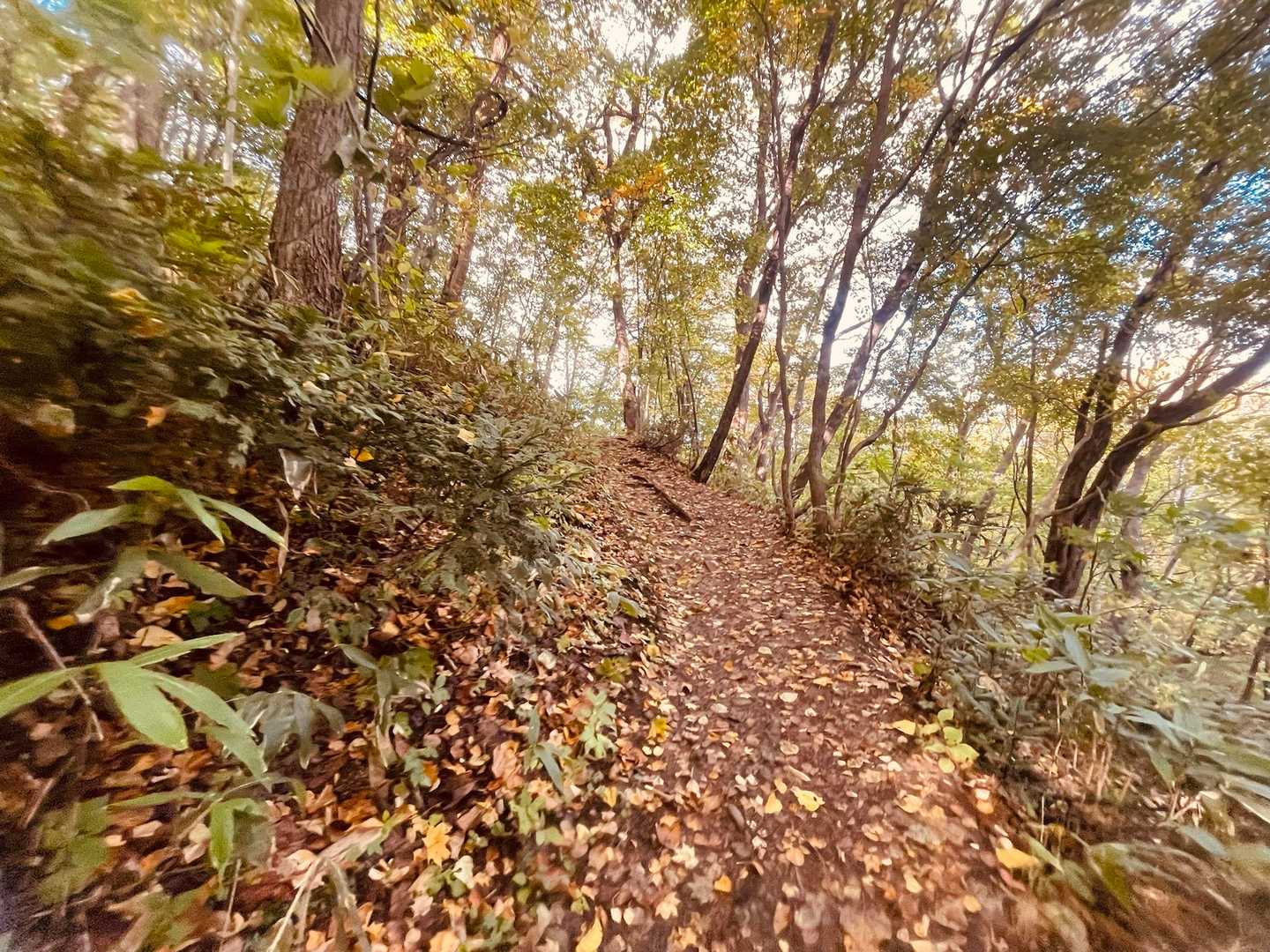 落ち葉の絨毯