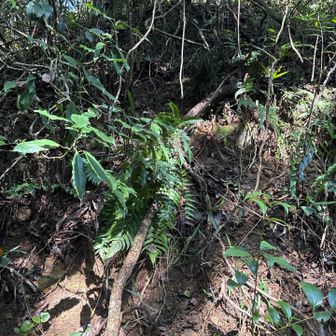 何年か前にピークを探しに行った後山、今回も取り付きがわからず🥹
ソロなので慎重になってしまう💦