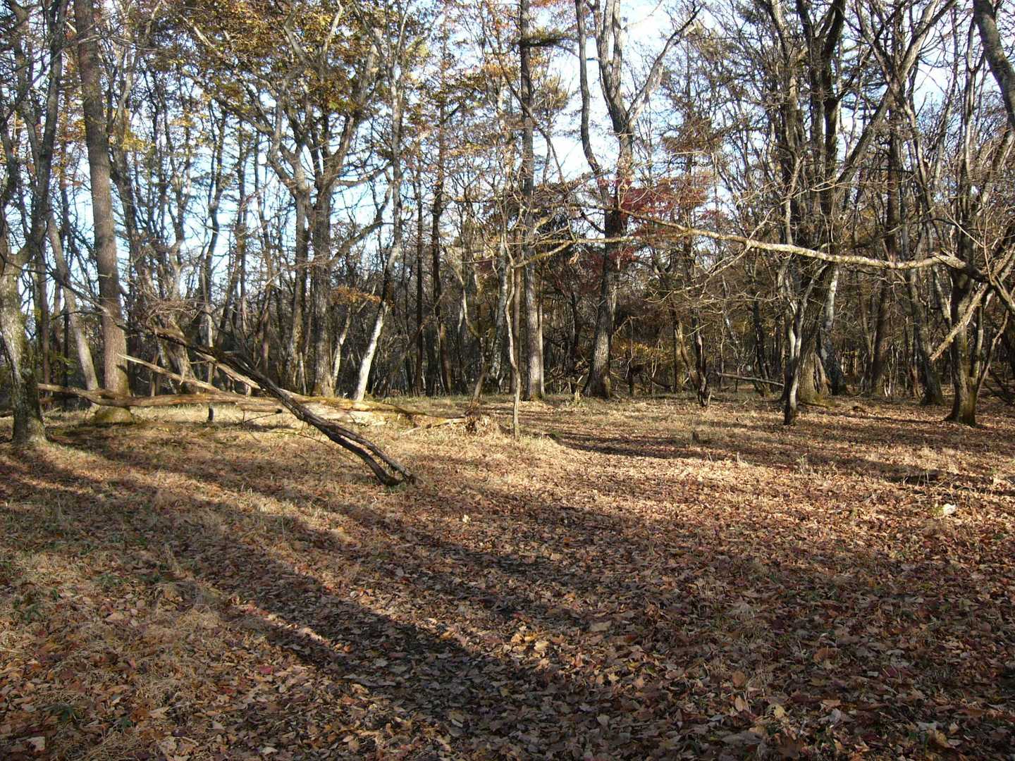 荒船山（経塚山）山頂まではびっくりするくらい平坦が続きます。
鹿の集団に遭いました。