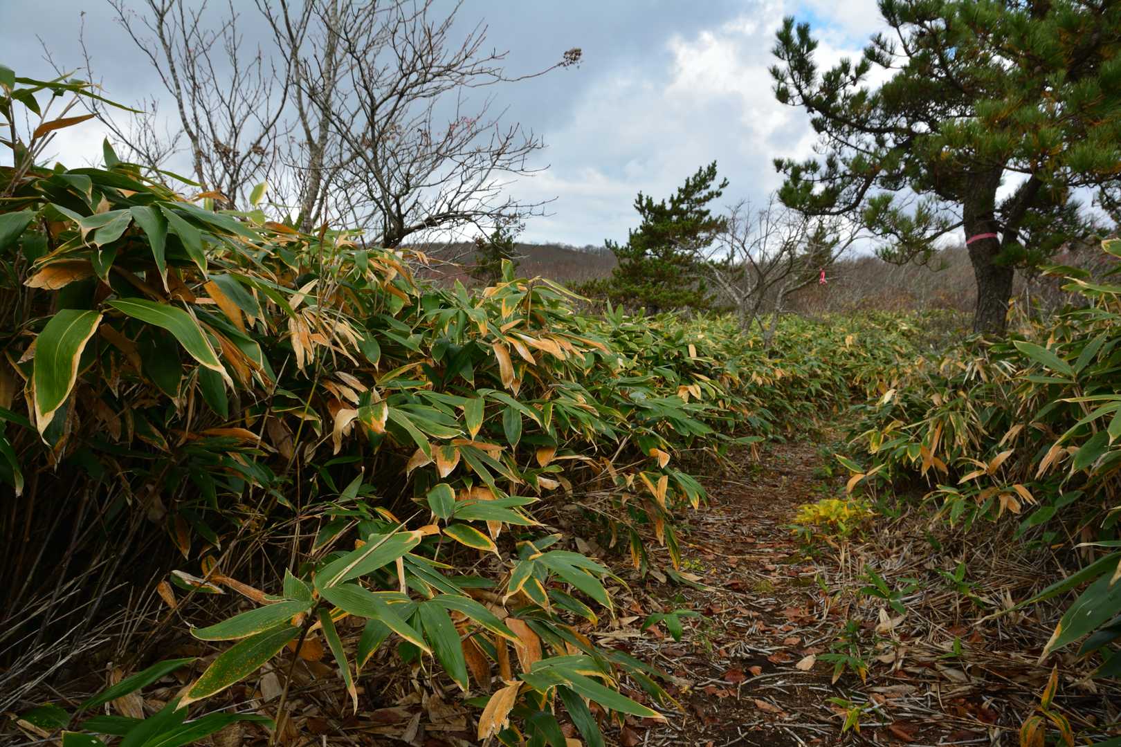 『前ぼんてん展望所』で小休止したら、山頂まではあと少しだ。ここからは再度平坦な道程となり、笹薮の間を抜けてゆく。