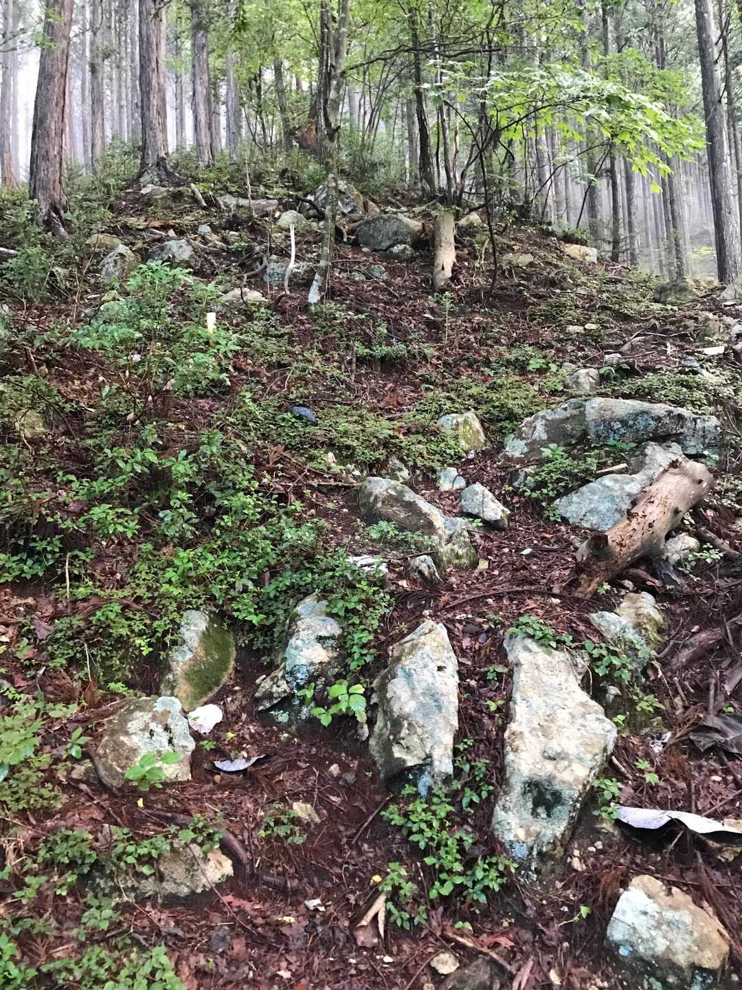 急登を登って行きます💦