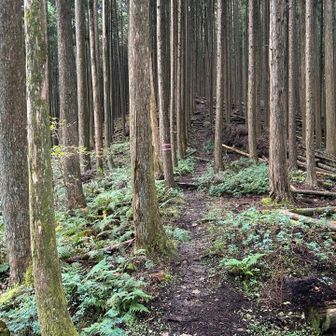 ここから山頂まではもう緩やかな道