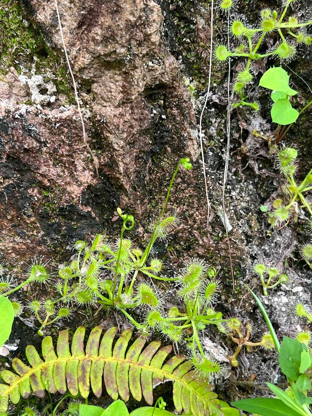 モウセンゴケ
花芽が上がってる