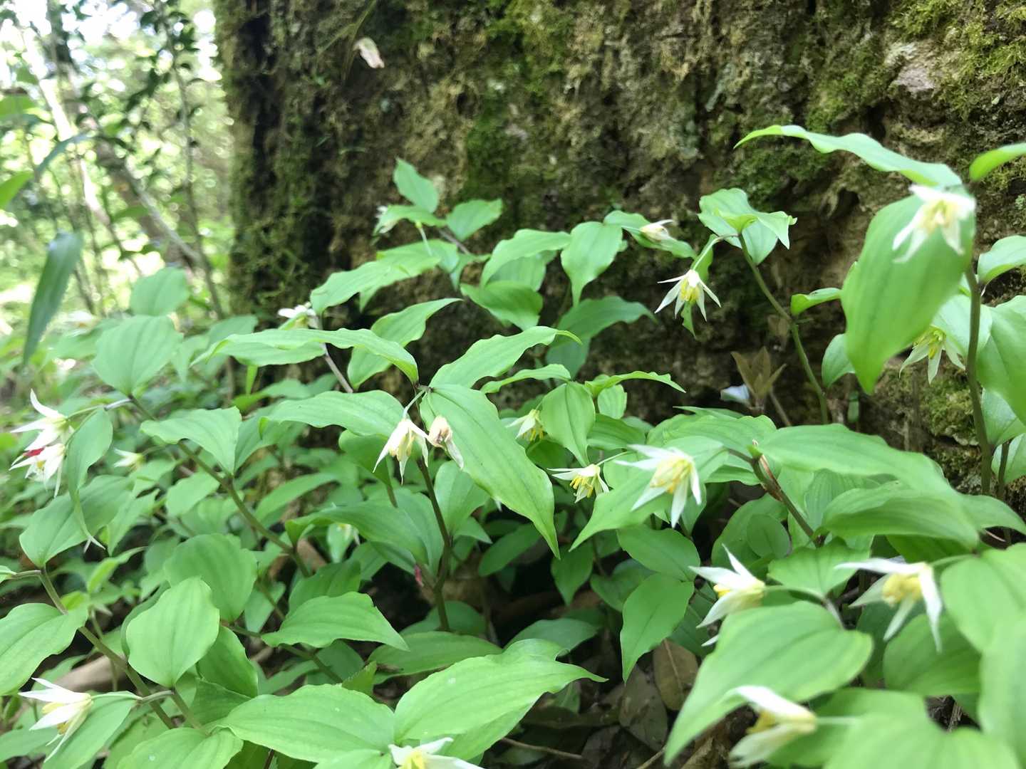群生してました。