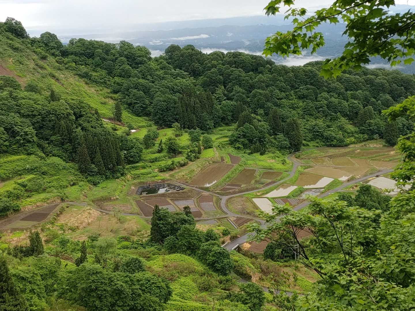 棚田