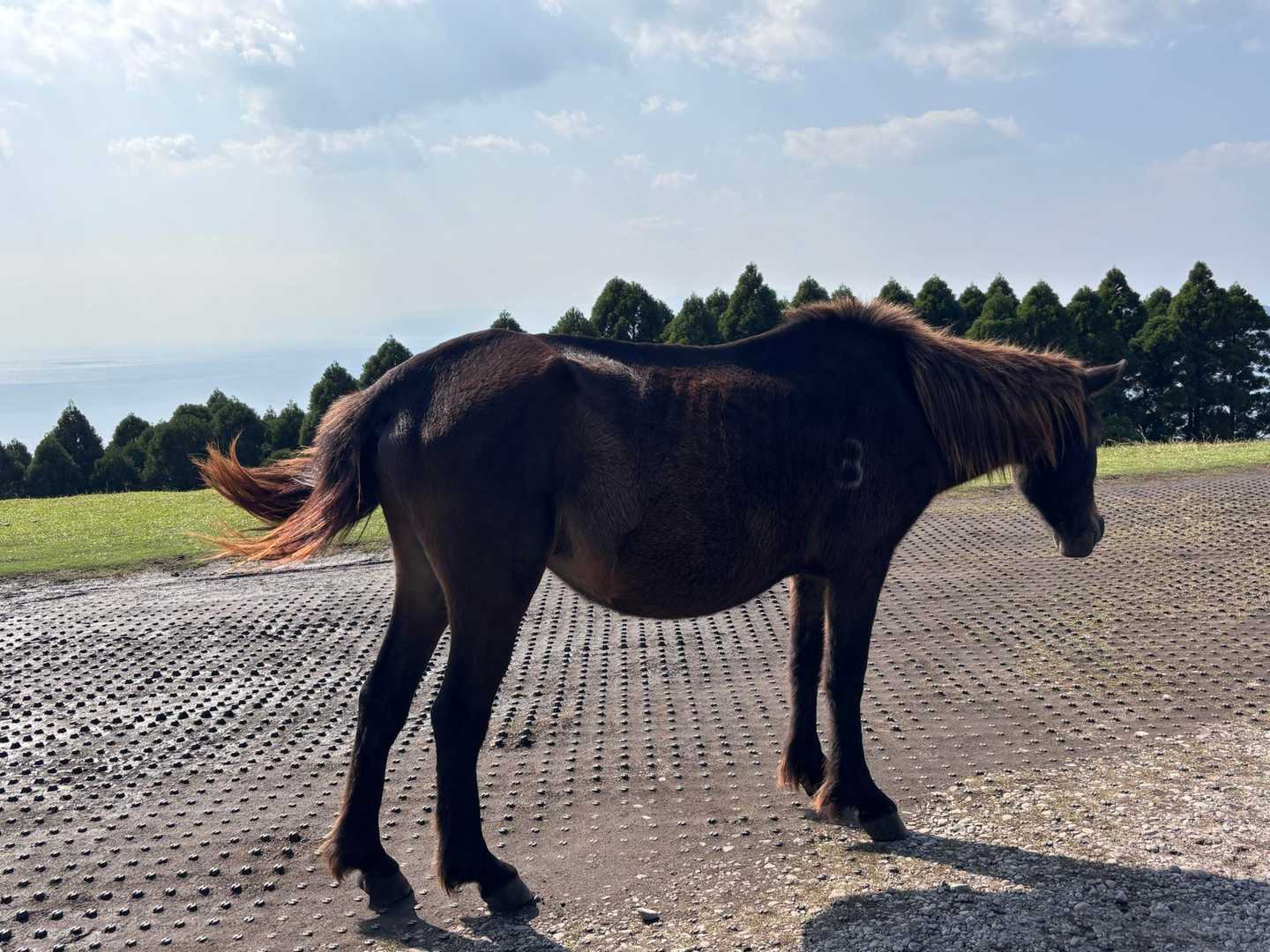 しっぽプルプル🦄✨