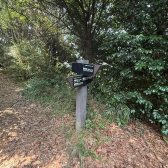 この辺りからは標識もありサクサク登ります。
