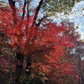 まだところどころ良い色の紅葉が残っていました