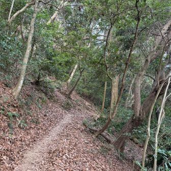 道幅が狭く切落ちてるので慎重に歩く