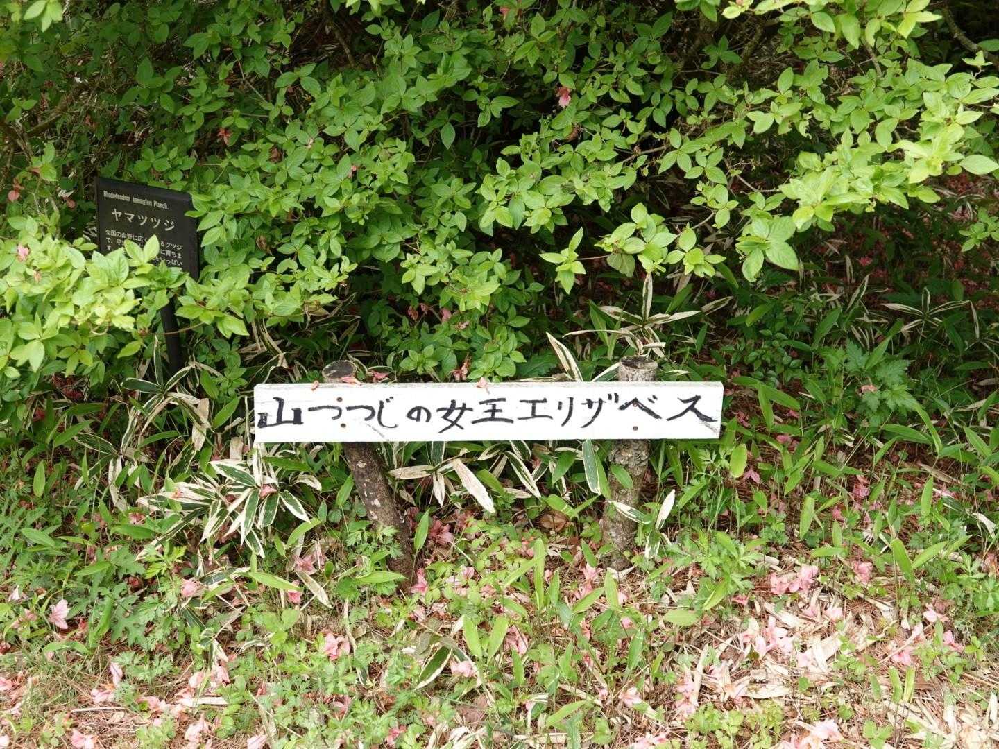 エリザベス感のない文字