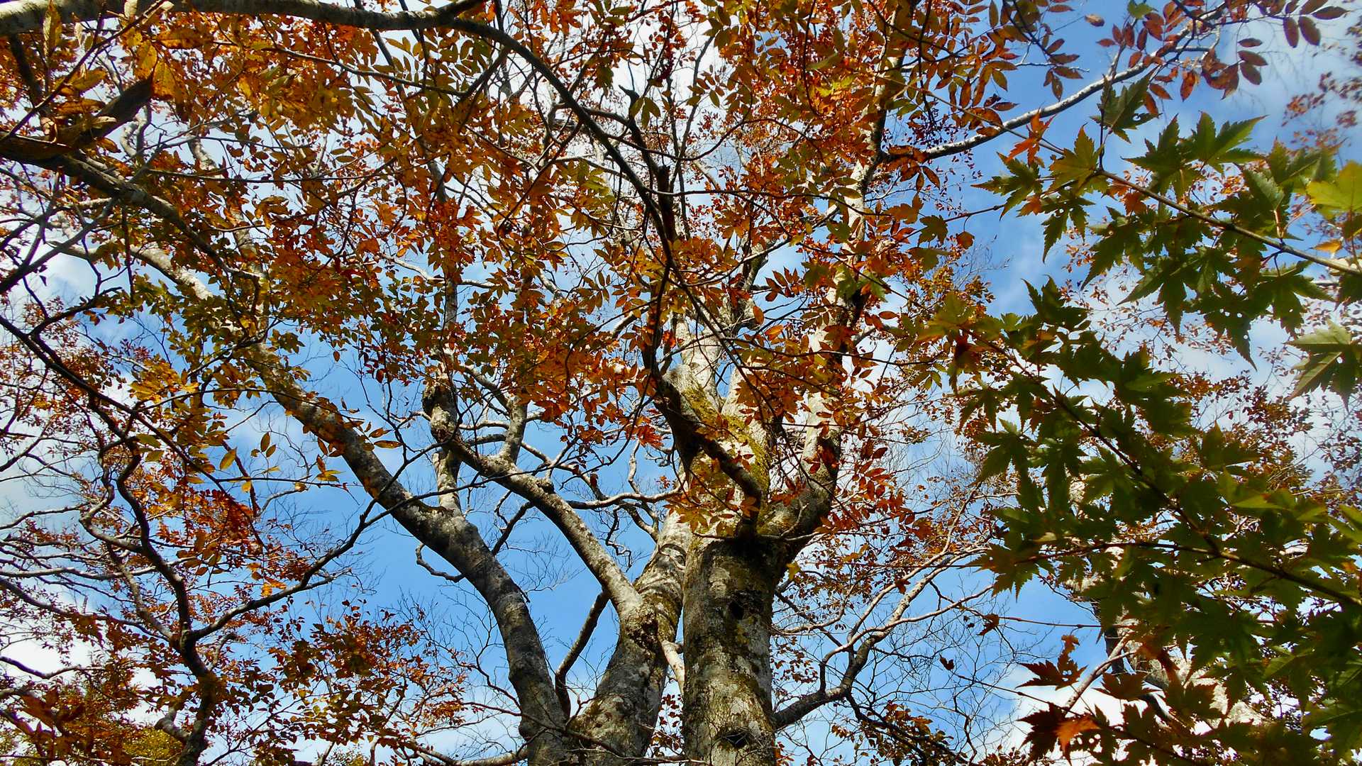 紅葉を見ながら、ゆっくりと