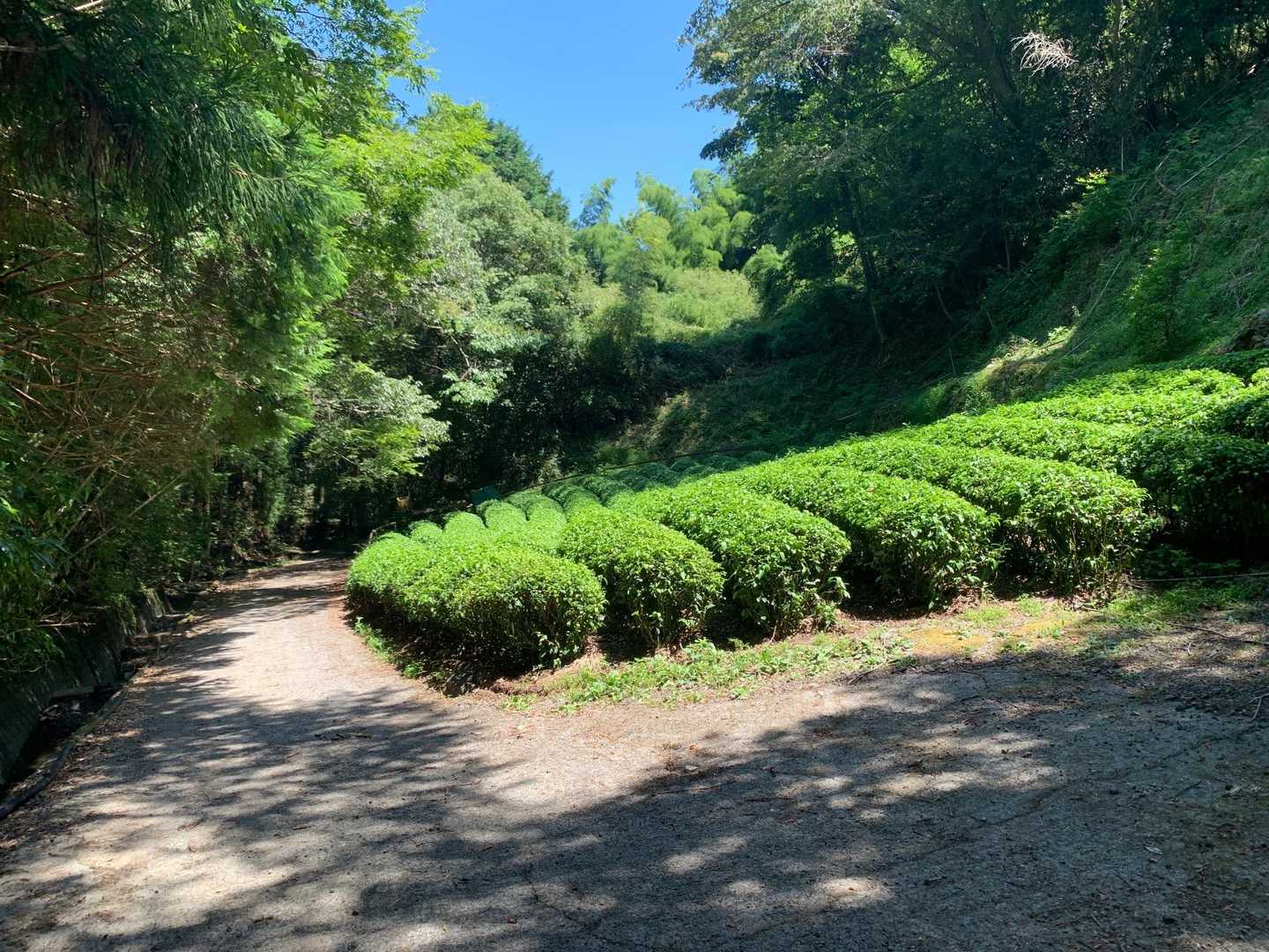 良いね👍🏻✨茶畑💕︎💕︎🍵