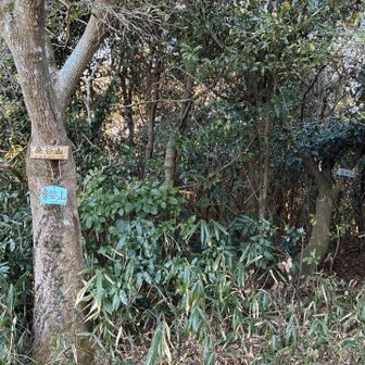 山頂　眺望なし