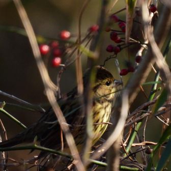 八番手は…
恥ずかしがり屋のアオジ
