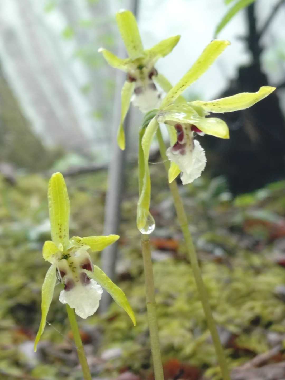 植物図鑑〜イチョウラン ラン科イチョウ / EIGERさんのモーメント