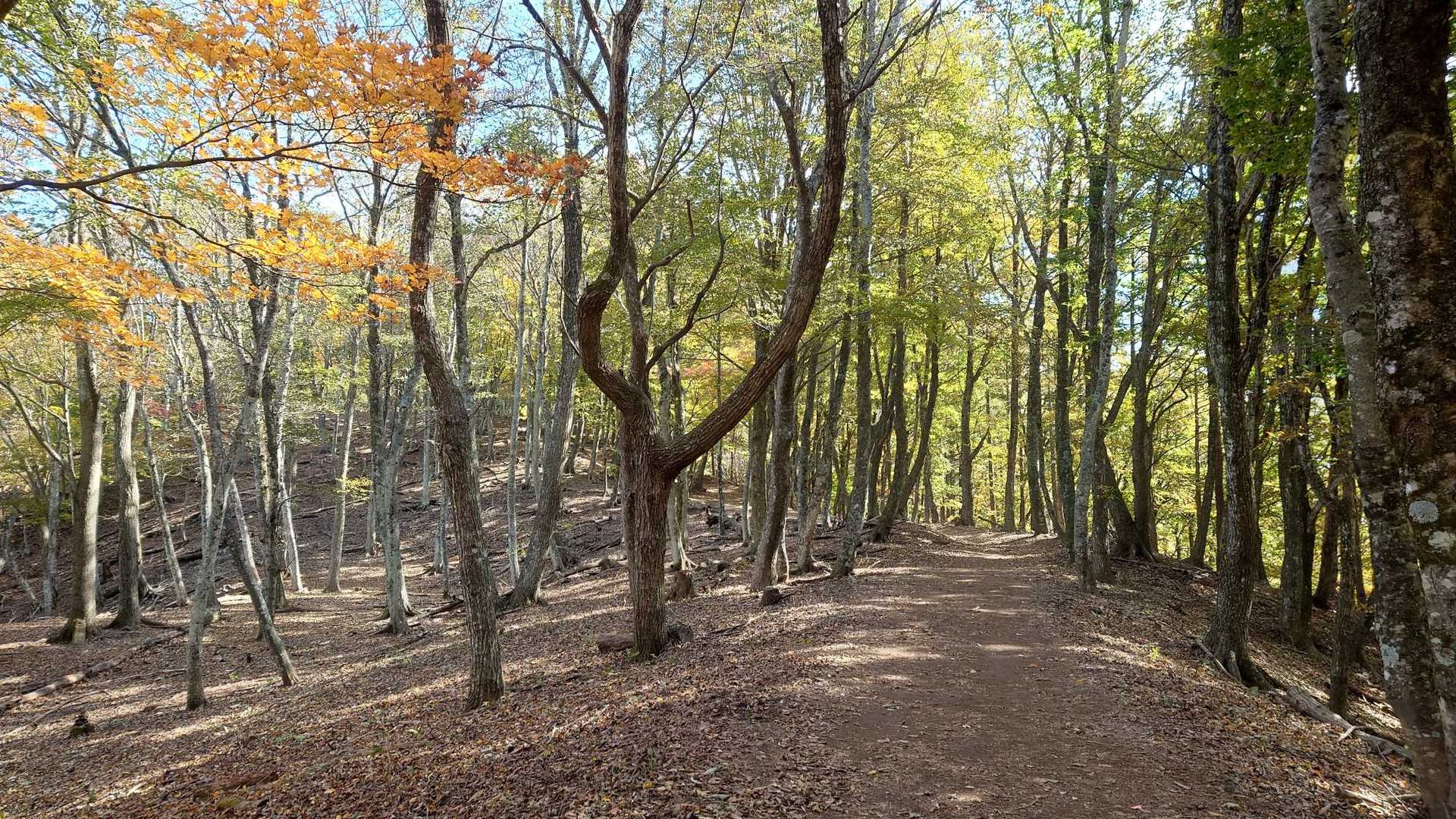 緩やかな道をのんびり歩きます
登山道脇の紅葉はこれからですね