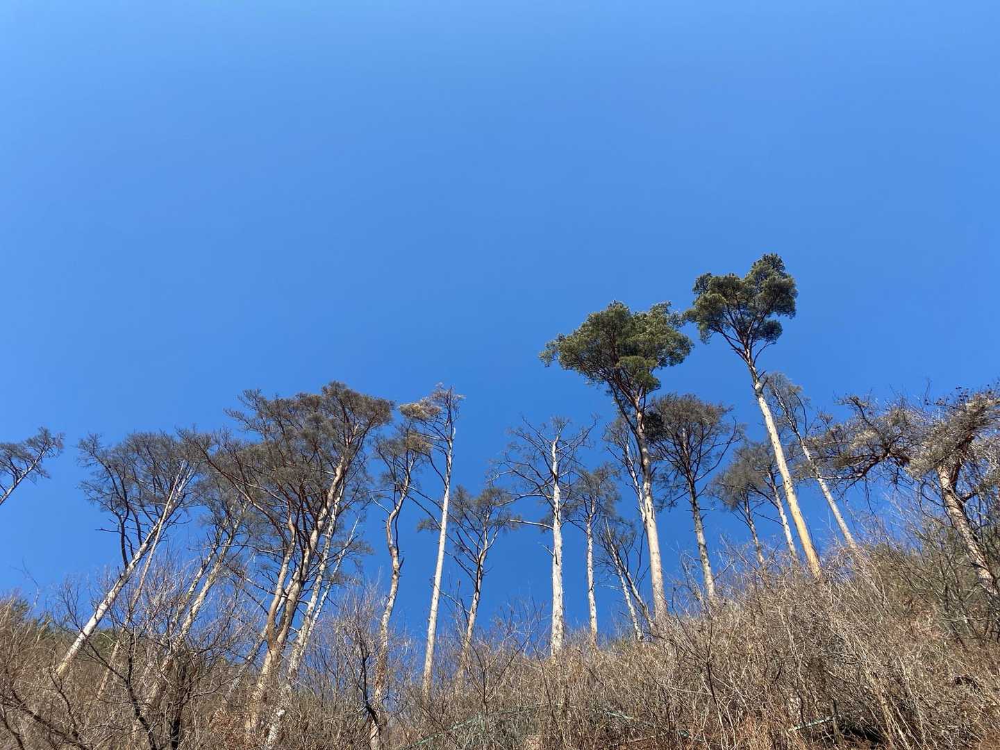 大音寺山登山口-大音寺山-大音寺山登り口-大正山登り口-大 周回コースの写真