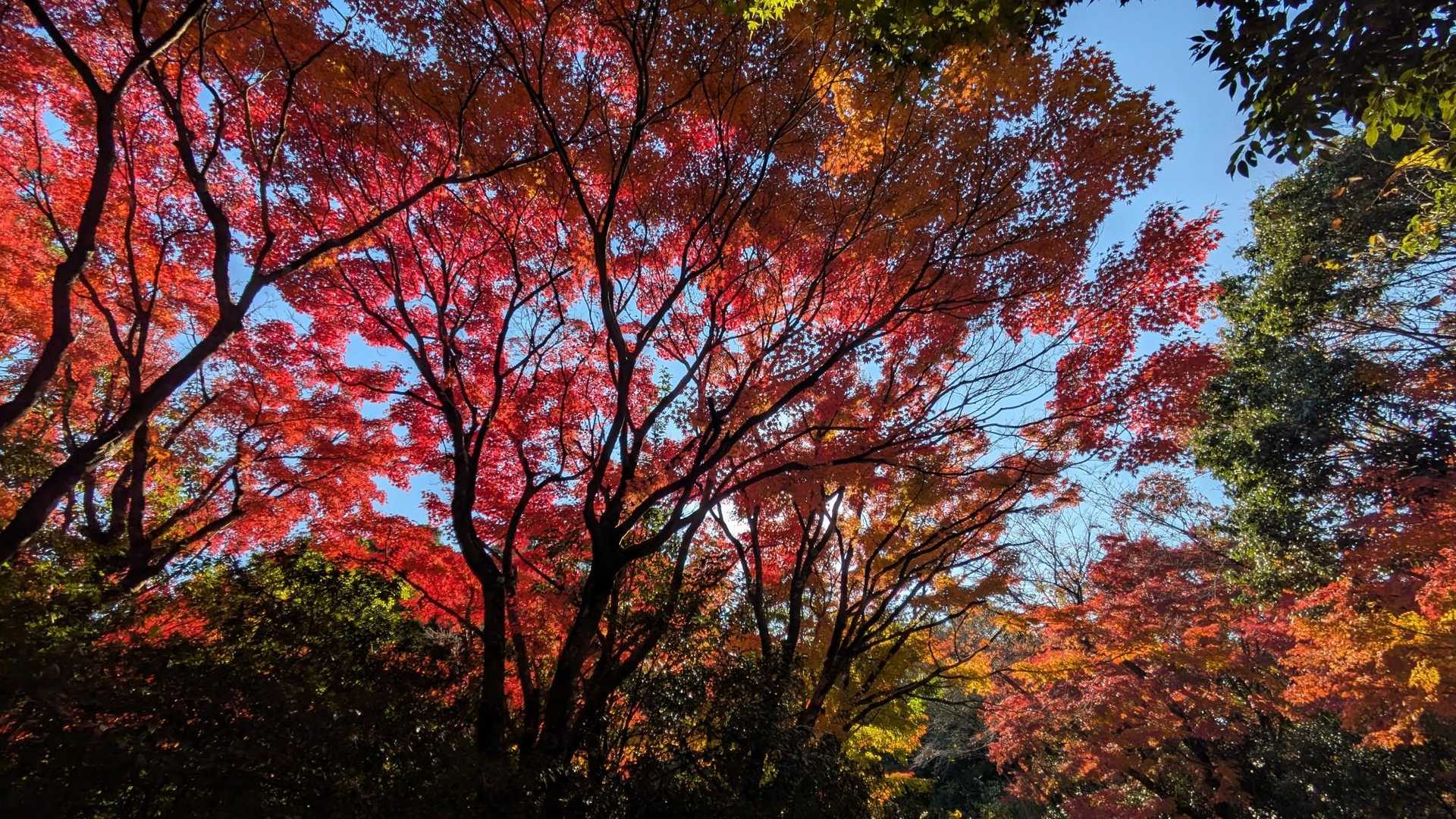 清水寺-清水山-清水山-古僧都山 周回コースの写真