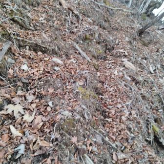 一応踏み跡みたいなものが有るけど正規ルートなのかな…
両手を斜面に添えながら片足ずつゆっくりと慎重に…
三点支持に近いやり方で進んでね😢
だって反対側は切れ落ちているから…😭