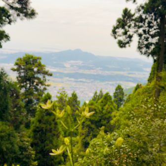 立花山をバックにアケボノソウ。
良い朝散歩になりました☺️