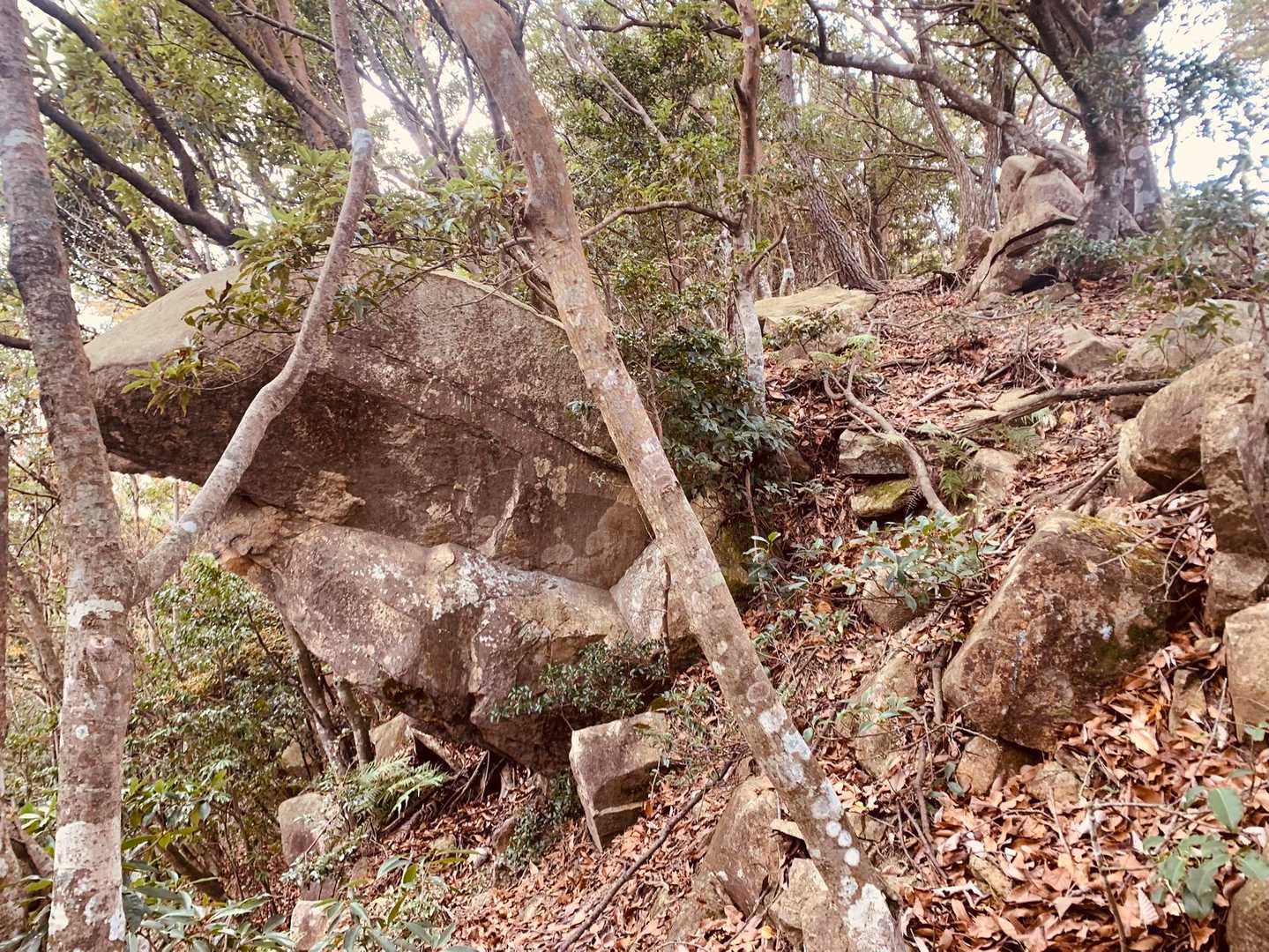 タイム巻いてたのに藪漕ぎで1時間も掛かってる！無駄アドベンチャーとはまさにこのこと。なんとか尾根らへんにでて岳山を目指す。あ、この写真は亀の頭みたい🐢と思ったやつ。尾根に出るとシダックスは閉店ガラガラ。