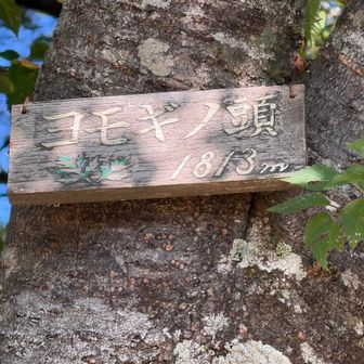 淡々と下り、あっという間にヨモギノ頭に戻ってきた。