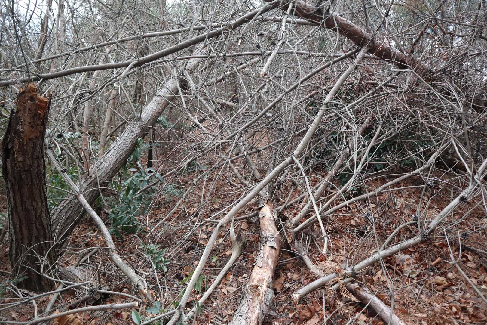 ゲゲッ、倒木が道を塞いでます。
枝を潜ったり跨いだり、また大きく迂回したりして通過。
こんなところ場3か所ほど