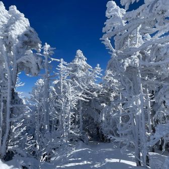霧氷？樹氷？トンネル❄️
モフモフでした。