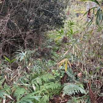 ２つ目の柵を抜けるとこんな感じ💦