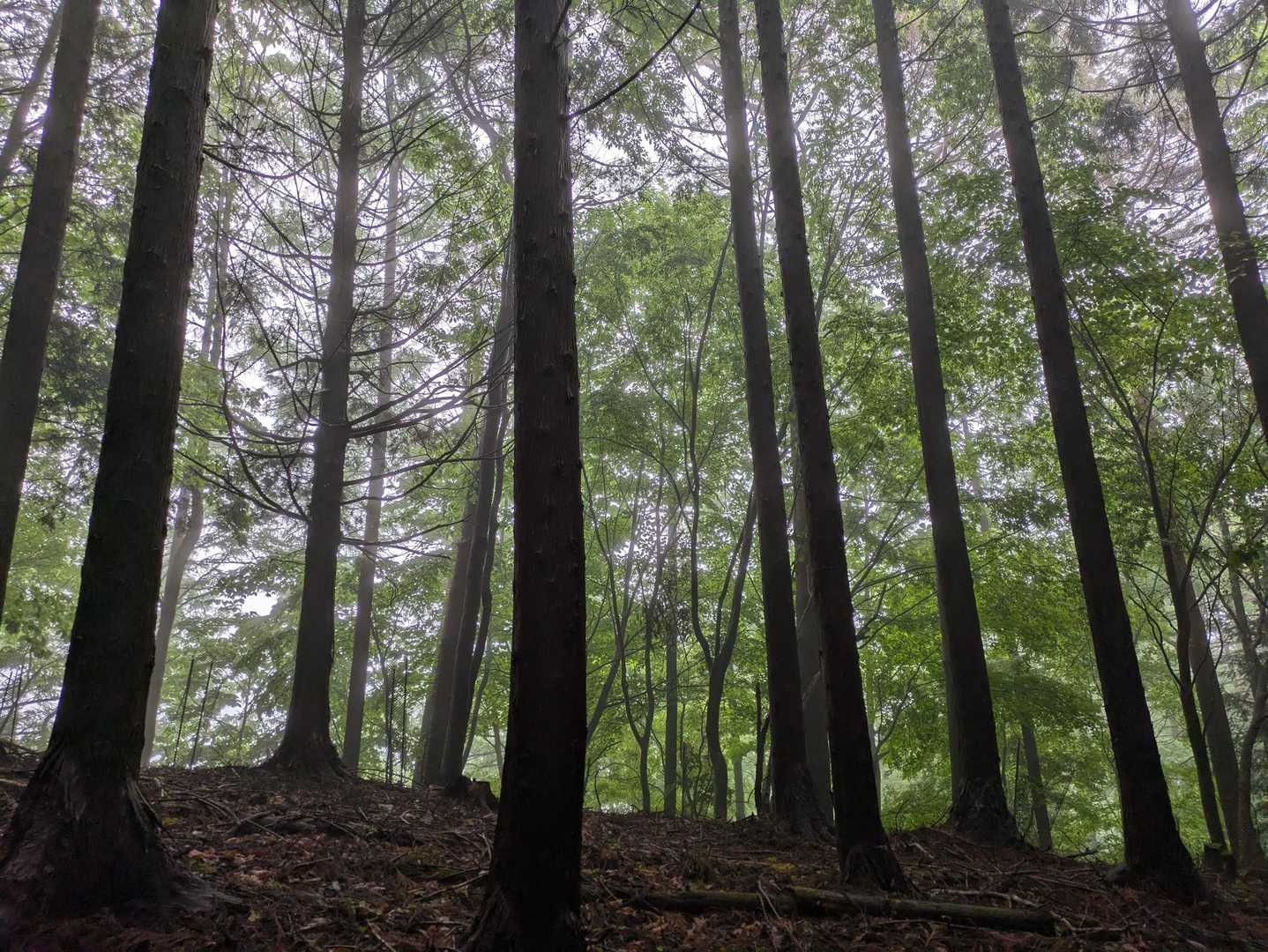 鶴峠-奈良倉山 往復コースの写真