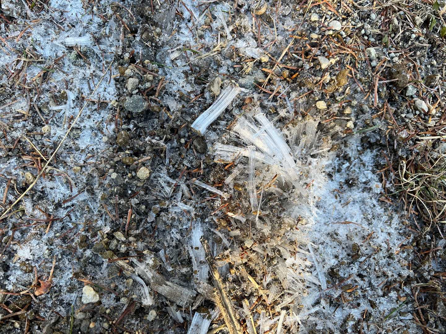 雪は無く霜柱☃️
