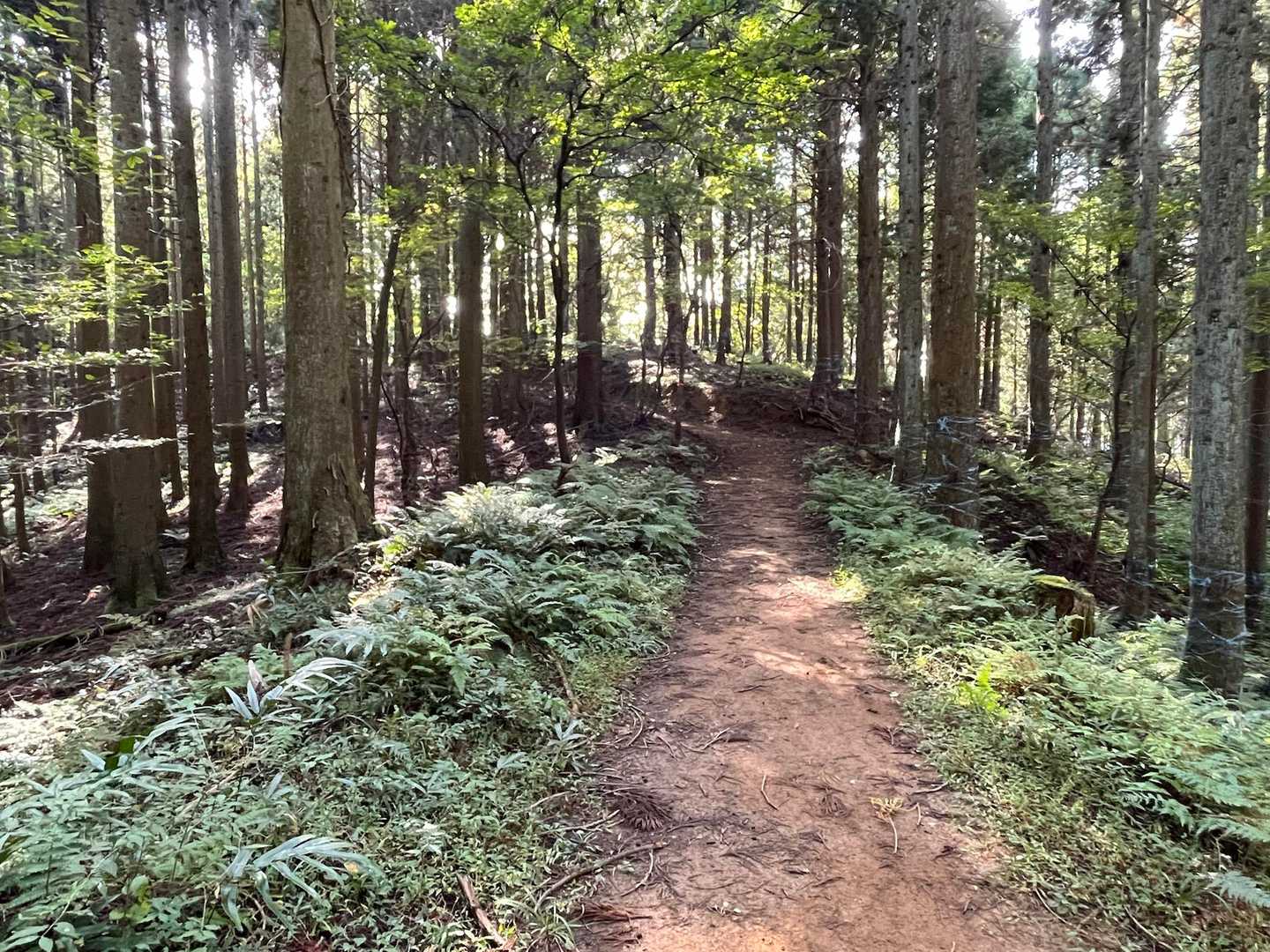 尾根道は長閑な林間コース。