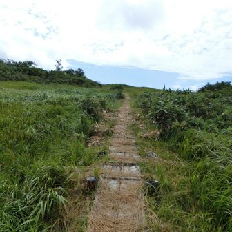 気持ちのよい田代湿原の木道。