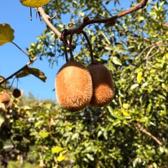 ユガテって？ユカデ地区。少し開けたところに集落があり色々な野菜や果物が栽培されています。
