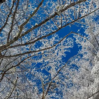 樹氷と八ヶ岳ブルー🩵
