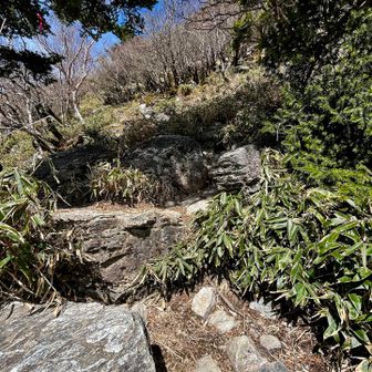 YAMAPのデータを確認すると山頂まであと800m。標高を250m上げることになってました😇

「どゆこと？急勾配すぎない？」と思っていると目の前に岩場が現れ、よじ登る…