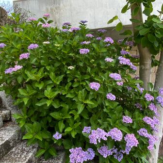 花芽が少ない？これから咲く？
切り戻してる株も多くありました