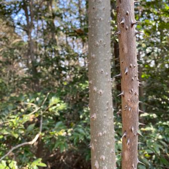 数多の棘。ゾッとします