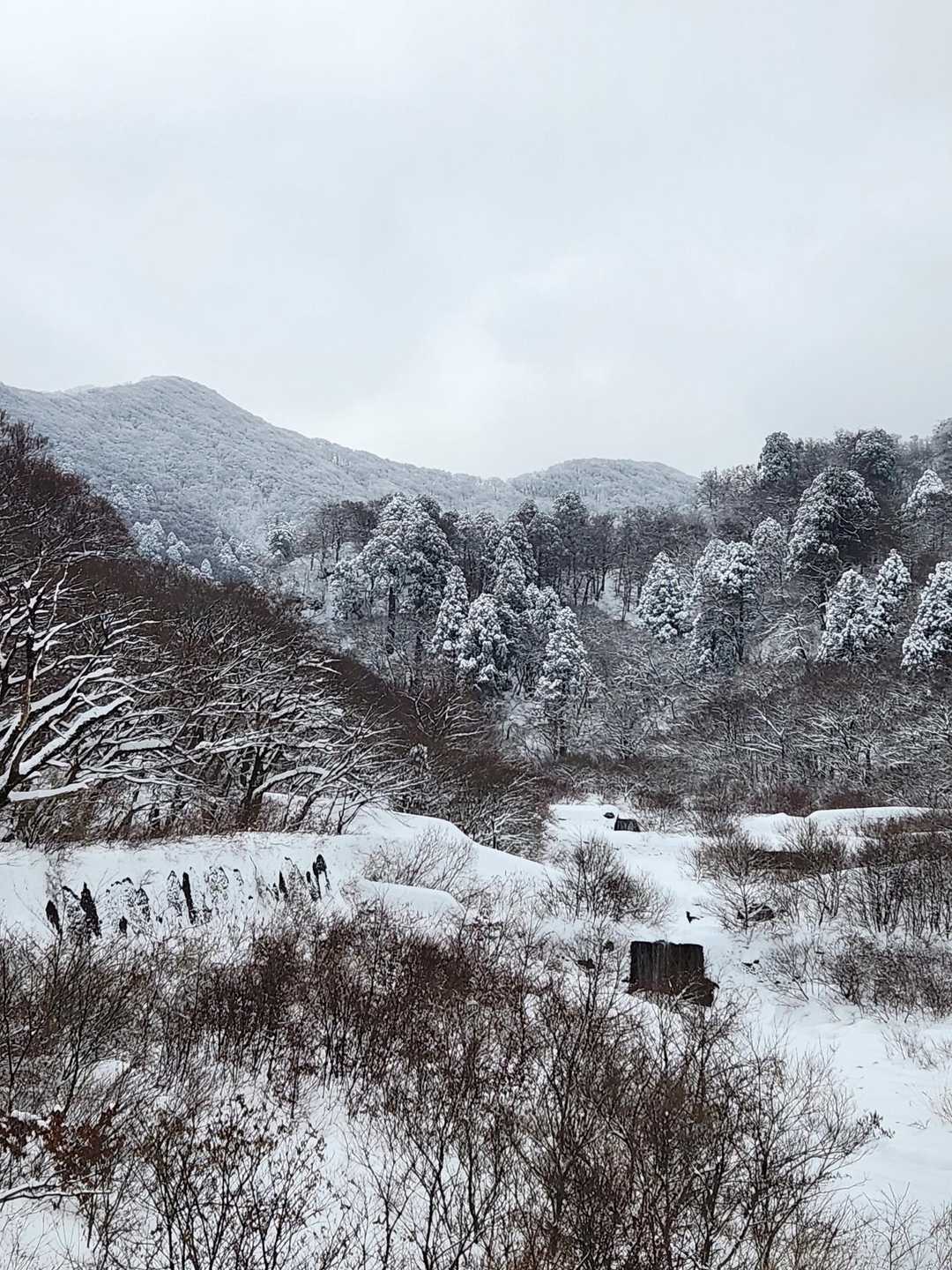 行者登山口-大山夏山登山口 周回コースの写真